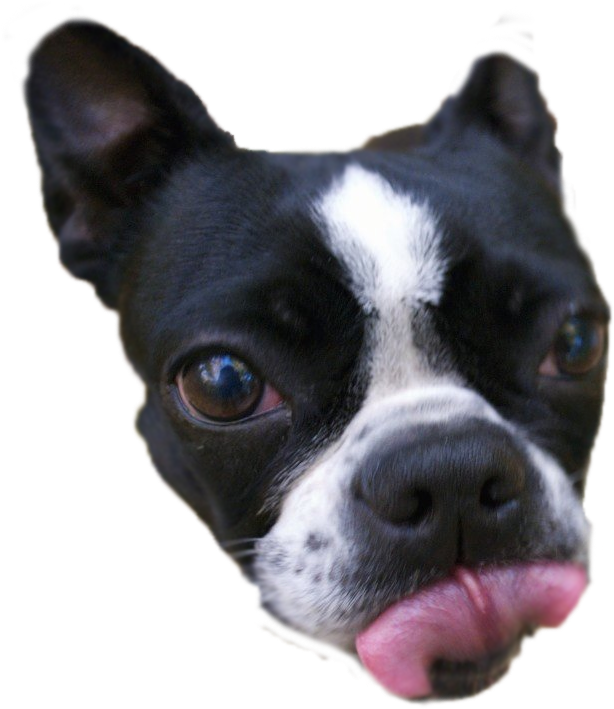 Quick Png Cutout - Boston Terrier (1280x857), Png Download