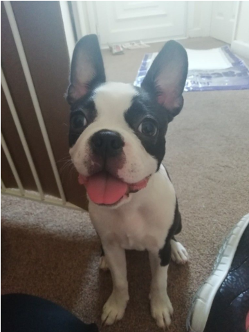 Boston Terrier Girl For Sale - Boston Terrier (640x480), Png Download