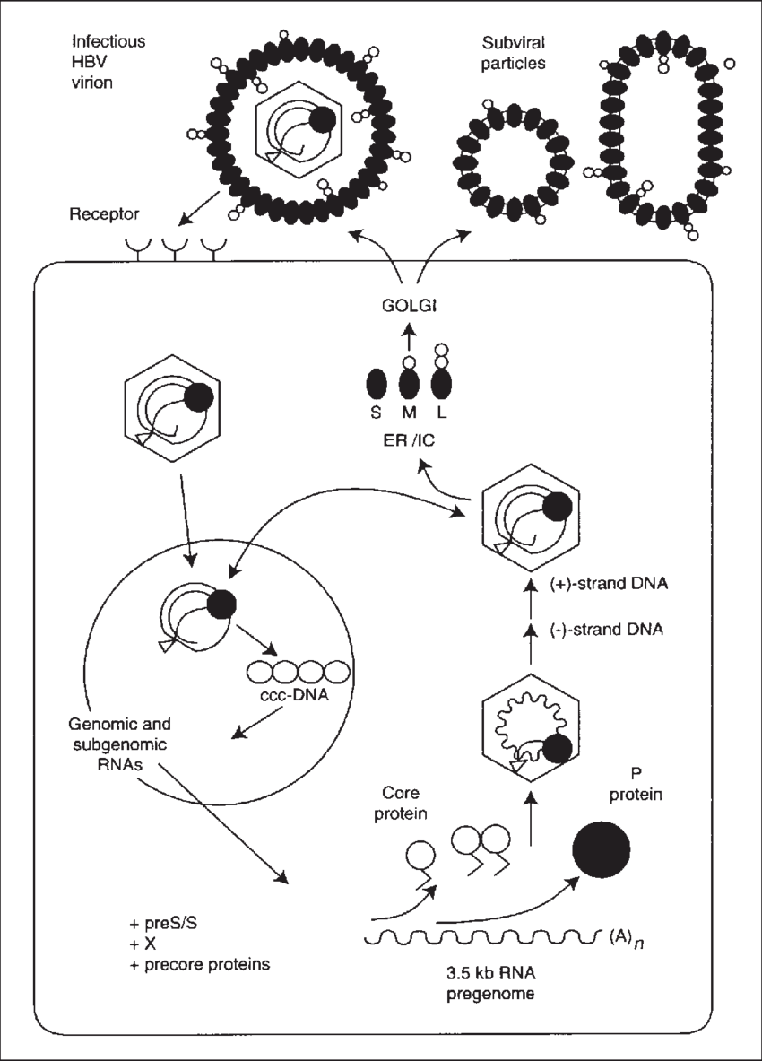 850 X 1183 2 - Diagram (850x1183), Png Download