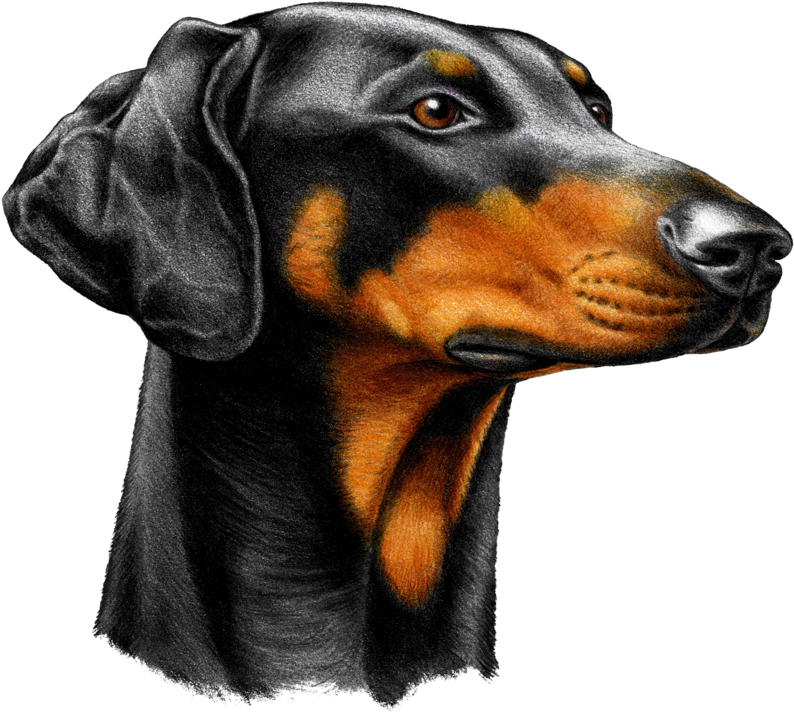 Dog Yawns (800x740), Png Download