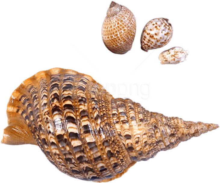 Free Png Download Transparent Sea Snails Shells Picture - Transparent Conch Shell Png (850x697), Png Download