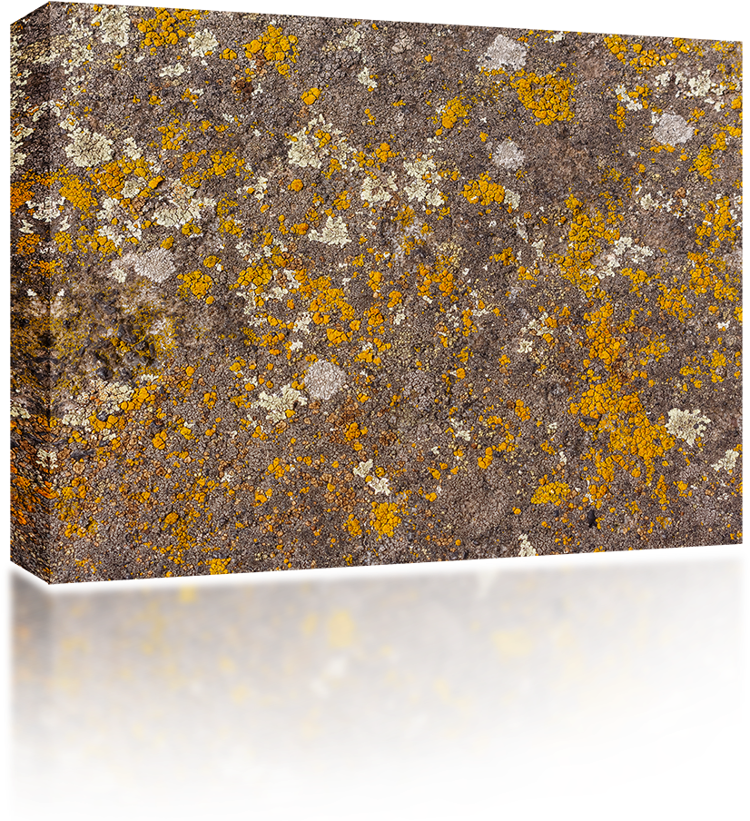 Moss Texture Png (1024x1024), Png Download