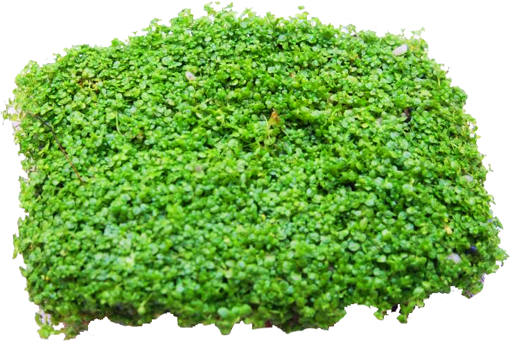 Baby Tears - Moss (736x524), Png Download