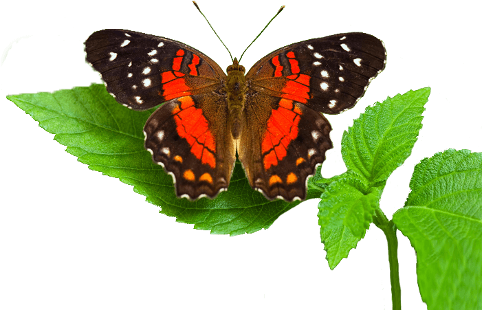 Quality Interface Design - Vanessa Atalanta (700x465), Png Download