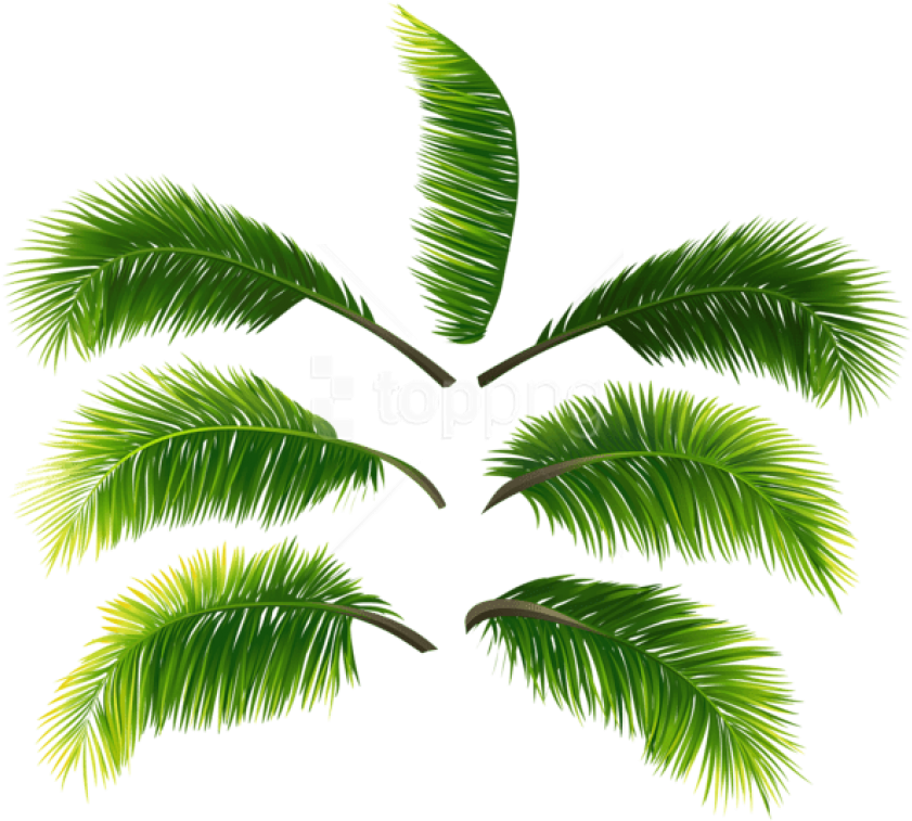 Free Png Download Palm Leaves Clipart Png Photo Png - Roystonea (850x765), Png Download