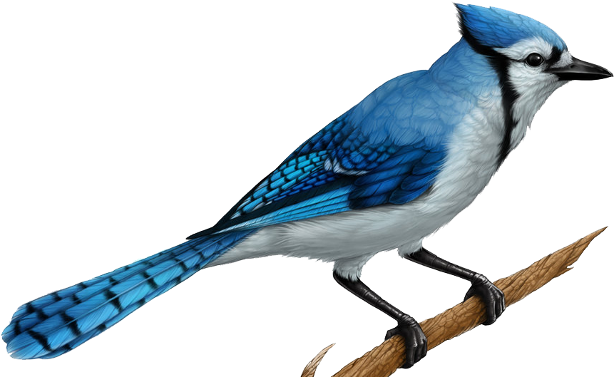Realistic Blue Jay Drawings (1017x534), Png Download
