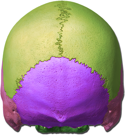 Skeleton - Egg (700x700), Png Download