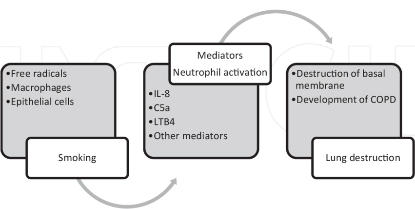 Pathogenetic Mechanisms Of Lung Destruction In Copd - Diagram (850x442), Png Download