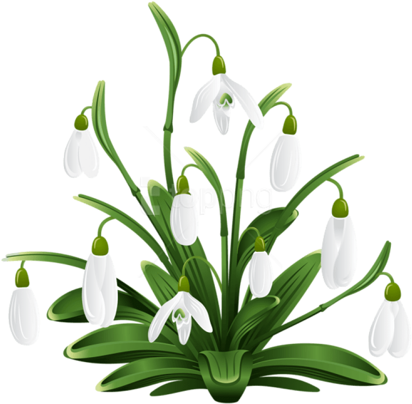 Free Png Download Snowdrops Transparent Png Images - Snow Drops Clip Art (850x833), Png Download