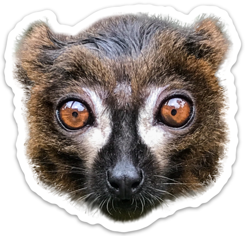 Procyon (786x755), Png Download