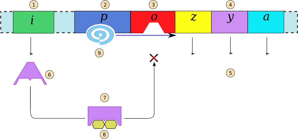 Operon Presence Lactose Numeros - Operon Lactose (1280x599), Png Download
