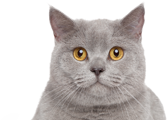 Protection And Care For Your Pet - British Shorthair (1900x400), Png Download