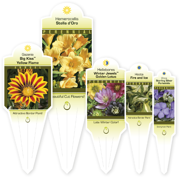 C - African Daisy (611x614), Png Download