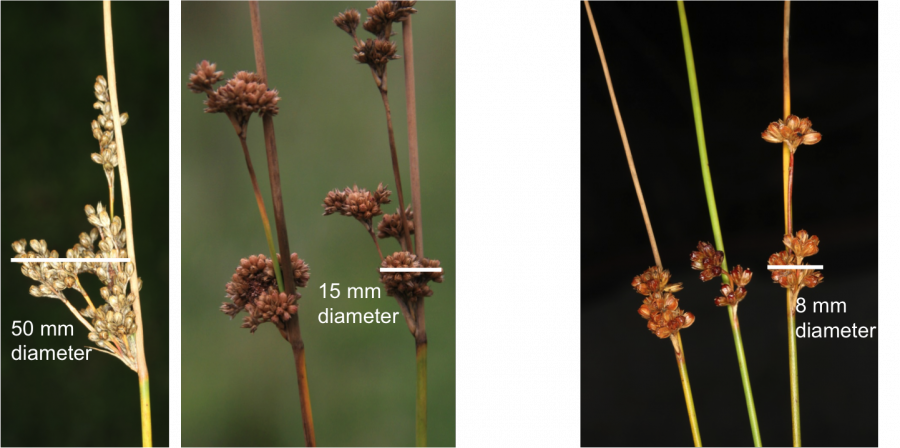 Flowers Are Grouped At The Ends Of Branches - Floral Design (900x448), Png Download