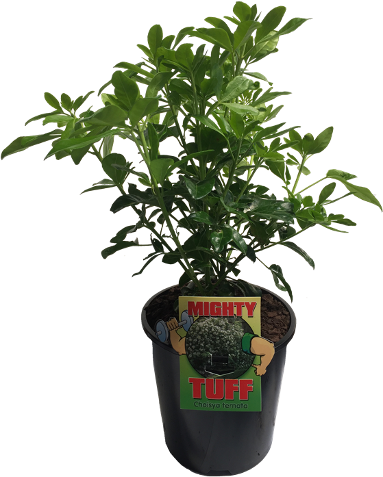 Houseplant (800x800), Png Download