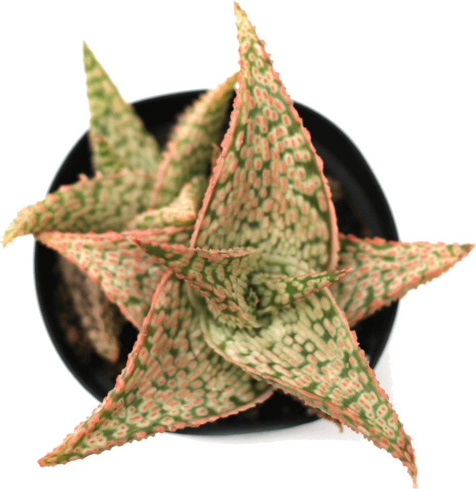 Aloe (1024x1024), Png Download