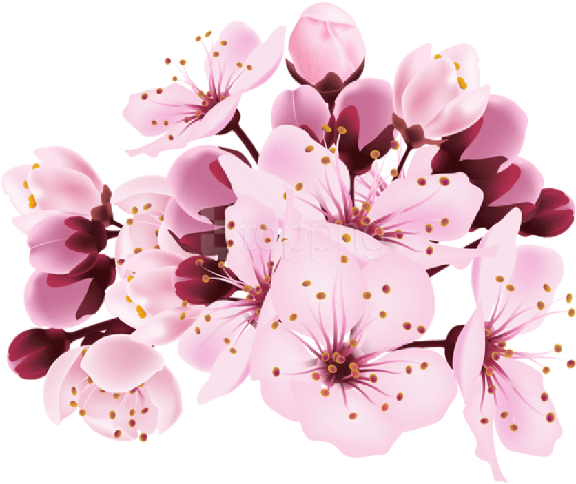 Free Png Download Cherry Blossom Decorative Transparent - Cherry Blossom Transparent Background (850x705), Png Download