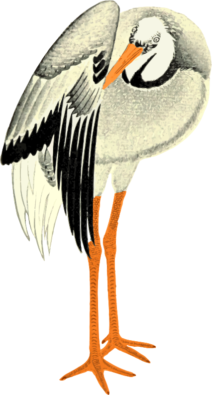 Stork - White Stork (426x793), Png Download