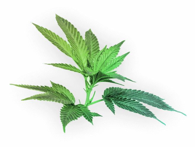 Houseplant (659x499), Png Download