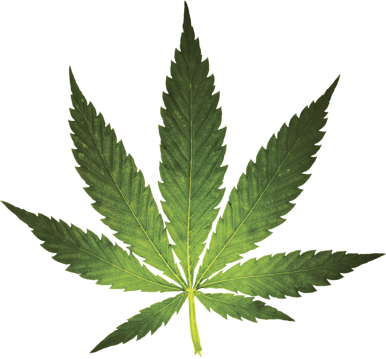 Free The Weed - Weed Leaf Transparent (1600x1600), Png Download