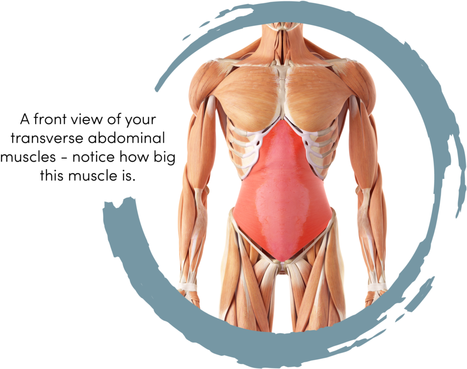 Like Any Muscle They Can Take Three Six Months To Strengthen - Core Stability Muscles (1024x881), Png Download