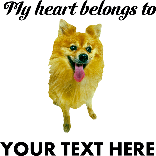 Favorite - Pomeranian (700x700), Png Download