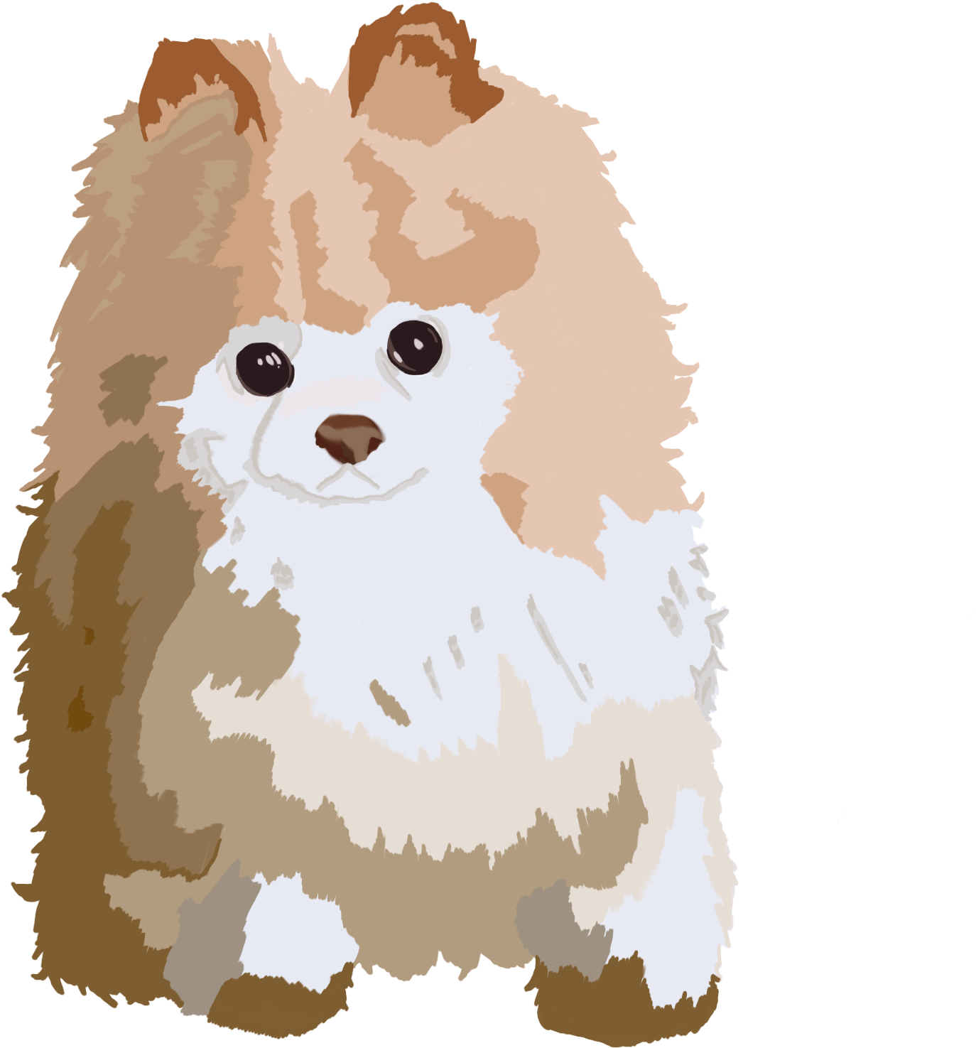 Cream Fur Coat, Pomeranian, Exploring, Pomeranians - Pomeranian (2350x2342), Png Download