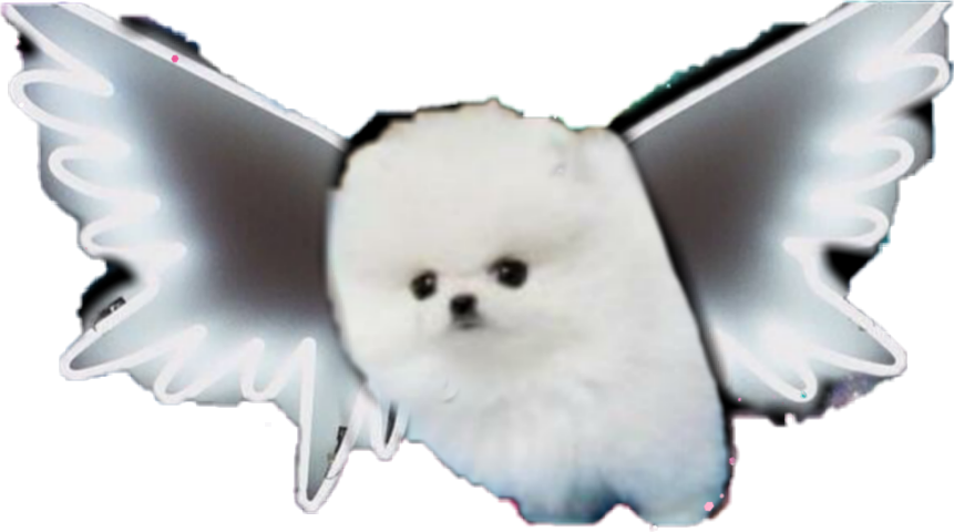 Pomeranian (861x480), Png Download