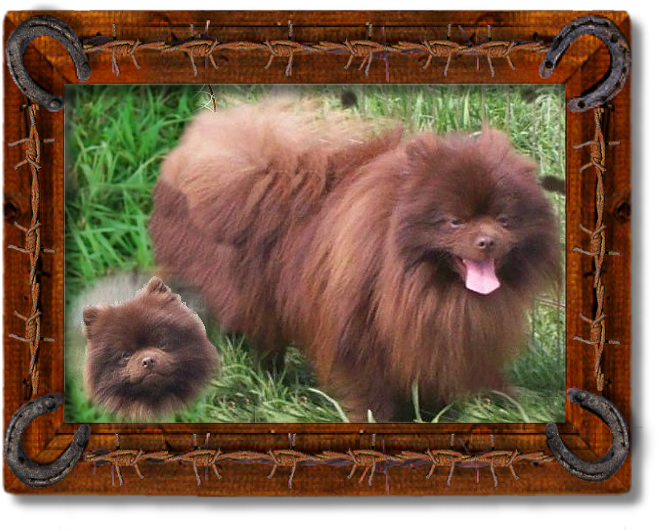 Choco - German Spitz Klein (687x548), Png Download