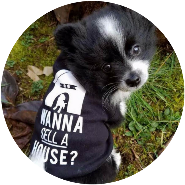 Border Collie (850x850), Png Download