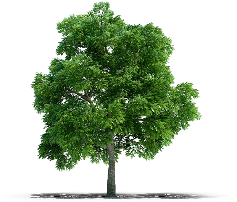 View In My Picture - Trees Png (800x800), Png Download