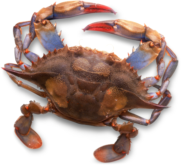 Download Types Of Shells Animals With Shell Body Covering Full Size