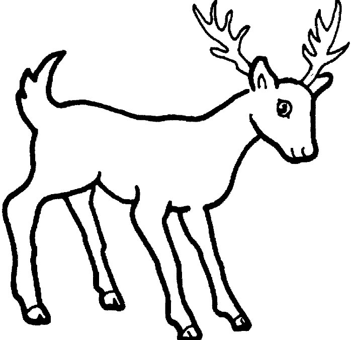 Drawn Dear Whitetail Deer - Easy Wild Animal Drawing (700x676), Png Download
