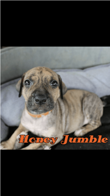 Donate To Petrescue - Boxer (638x638), Png Download