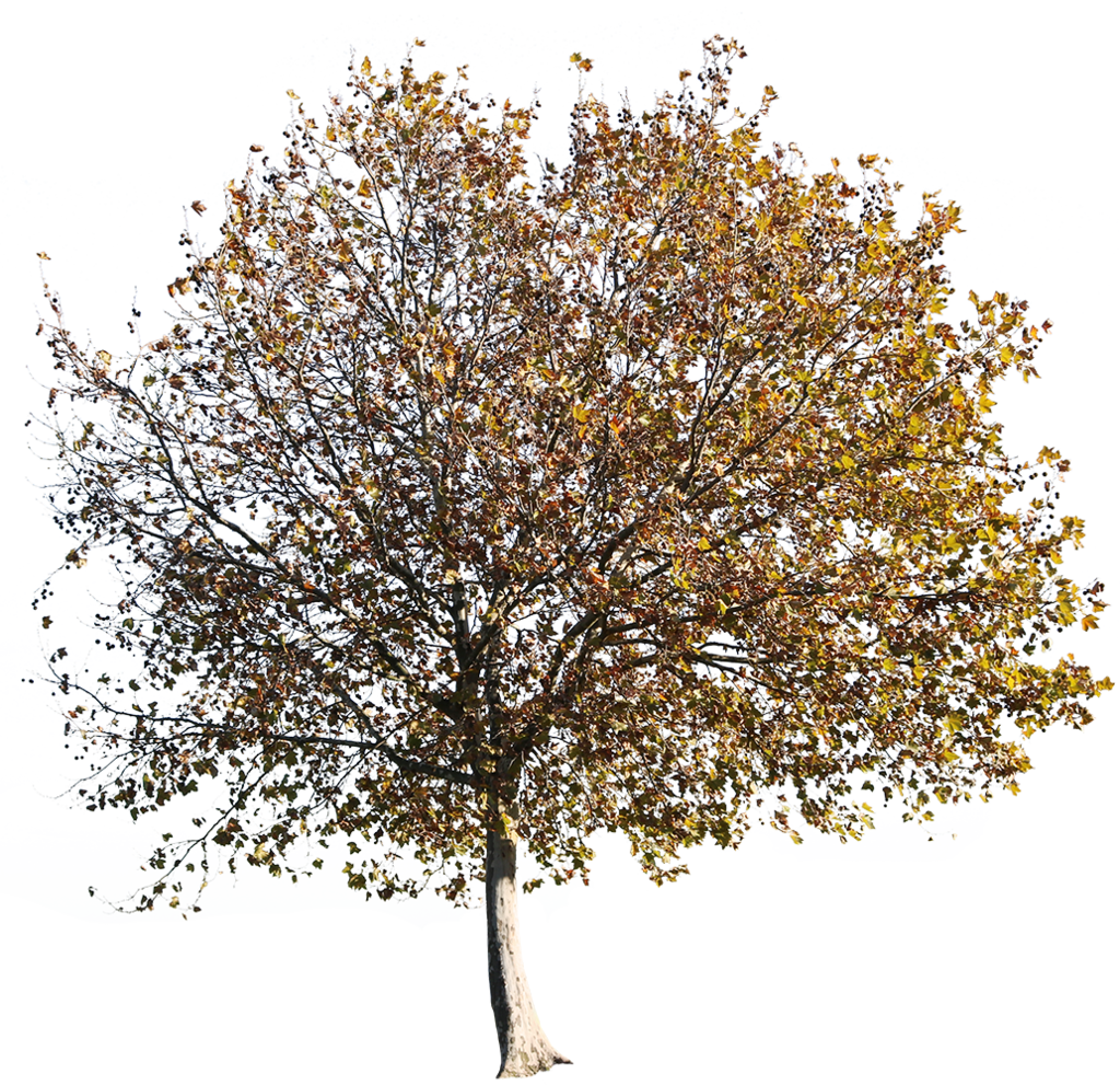 Platanus Occidentalis Autumn - Cutout Autumn Tree Png (1024x991), Png Download