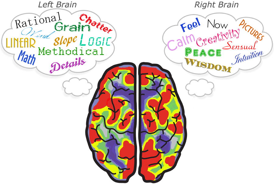 Brex Golf Putt With Both Sides Of Your Brain - Side Of Brain Transparent (900x606), Png Download