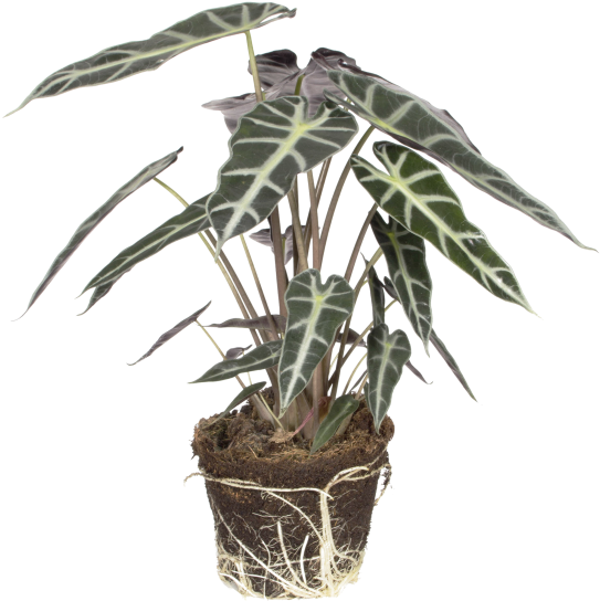 Alocasia Bambino Arrow - Flowerpot (750x750), Png Download