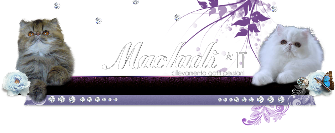 Macladì Himmies - Floral Design (1092x432), Png Download