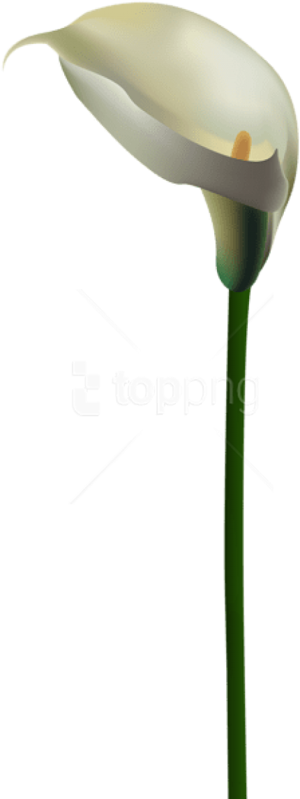 Download Free Png Download Calla Lily Flower Transparent Png - Calla