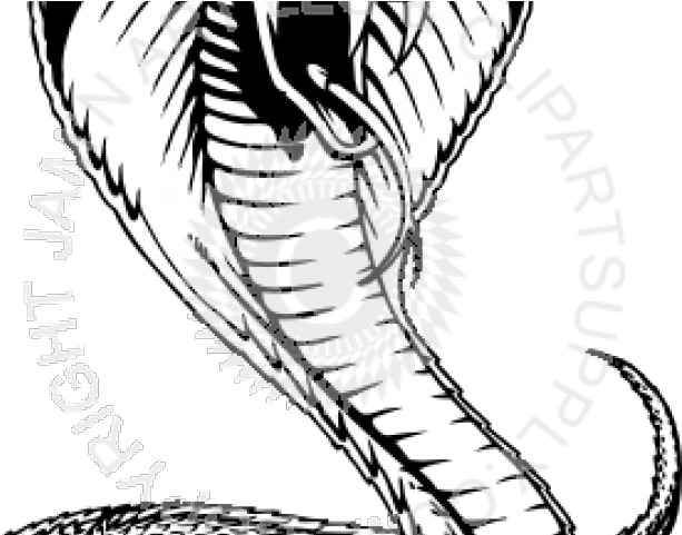 Drawn Snake Viper Snake - Snakes (640x480), Png Download