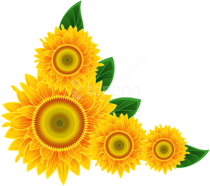 Free Png Download Sunflower Corner Decoration Clipart - Girassol Para Imprimir (850x746), Png Download