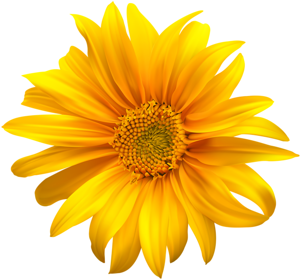 Flower Yellow Transparent Clip Art - Clip Art Sun Flower (600x559), Png Download