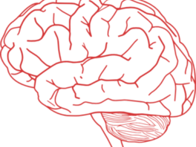 Mind Clipart Brain Outline - Brain With No Background (640x480), Png Download