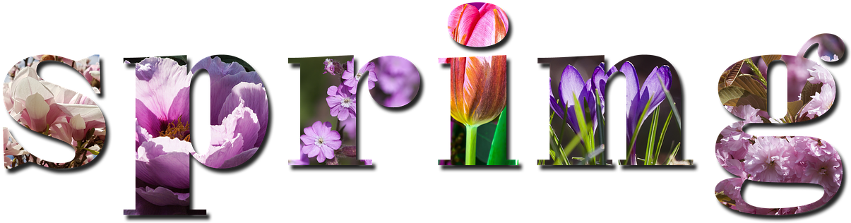 Spring Season Nature Background Violet Pink - Saffron Crocus (1214x340), Png Download
