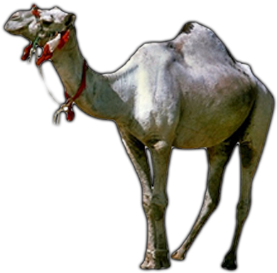 Camel (500x400), Png Download