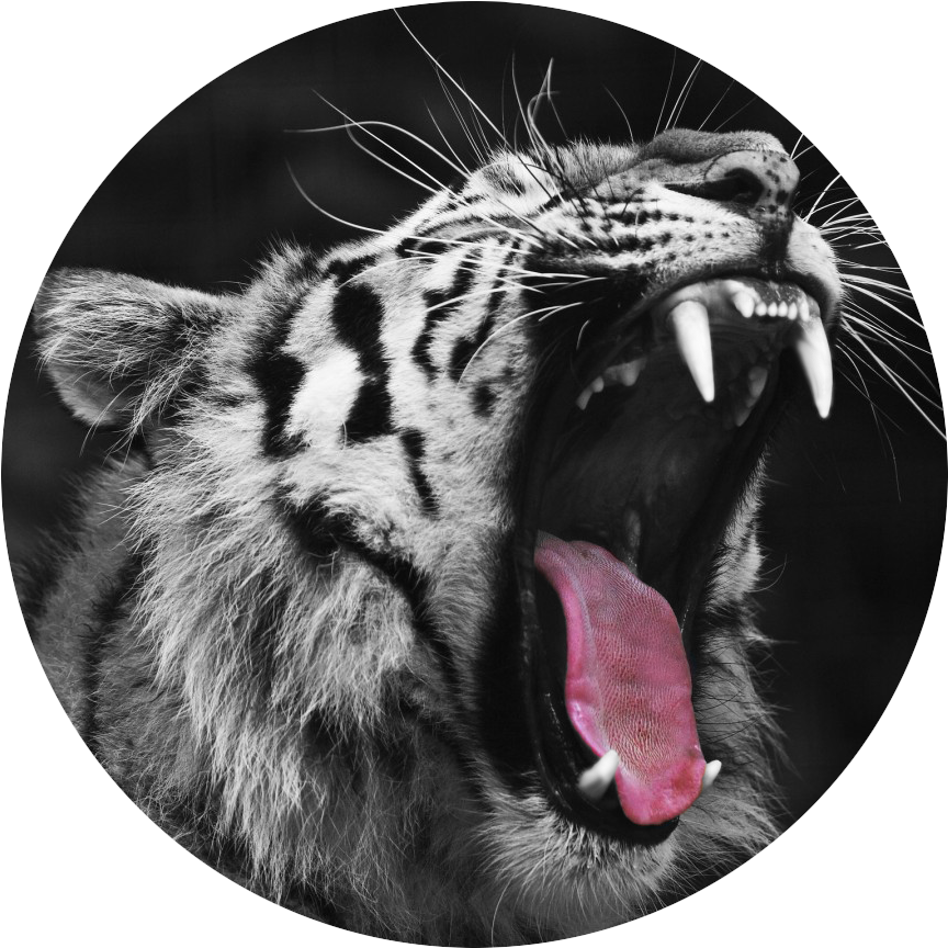 Tumblr Static Tiger Yawning Red Circle - Tiger Yawning Africa Wild Animals Poster 32x24 (1440x900), Png Download