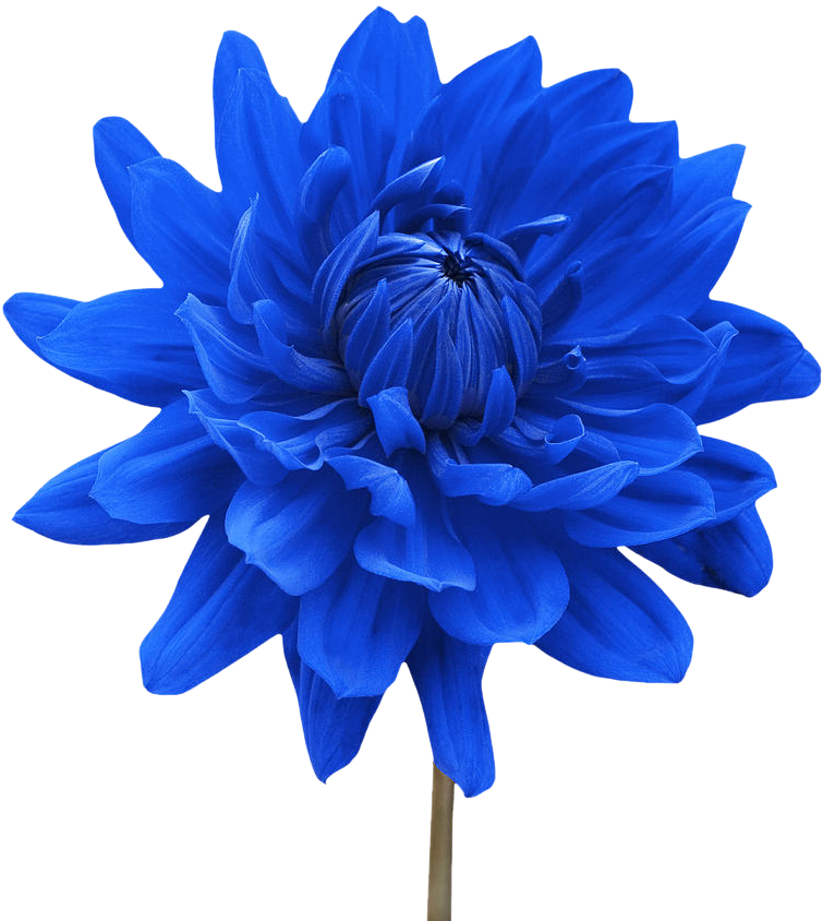 Blue Flower Png - Zen Cinemax 4g 5.5 Inch Marshmallow 2gb (900x900), Png Download