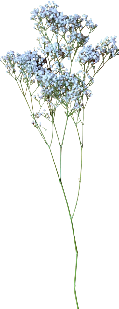 Baby Breath Flower Png (245x700), Png Download