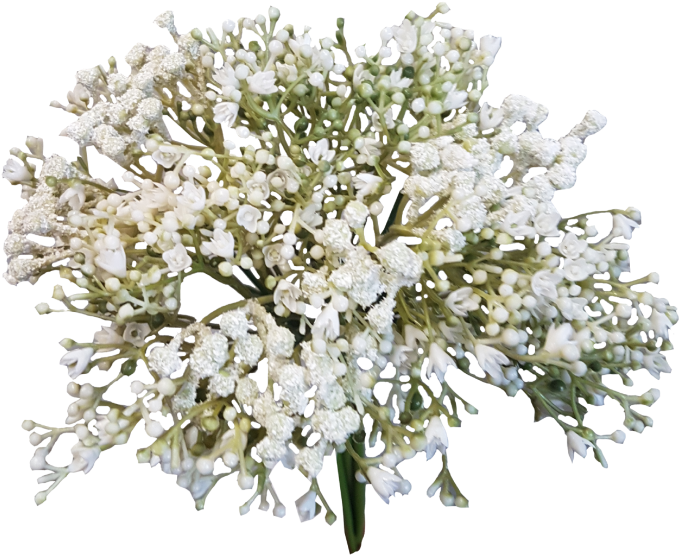 Baby Breath Flower Png (800x600), Png Download