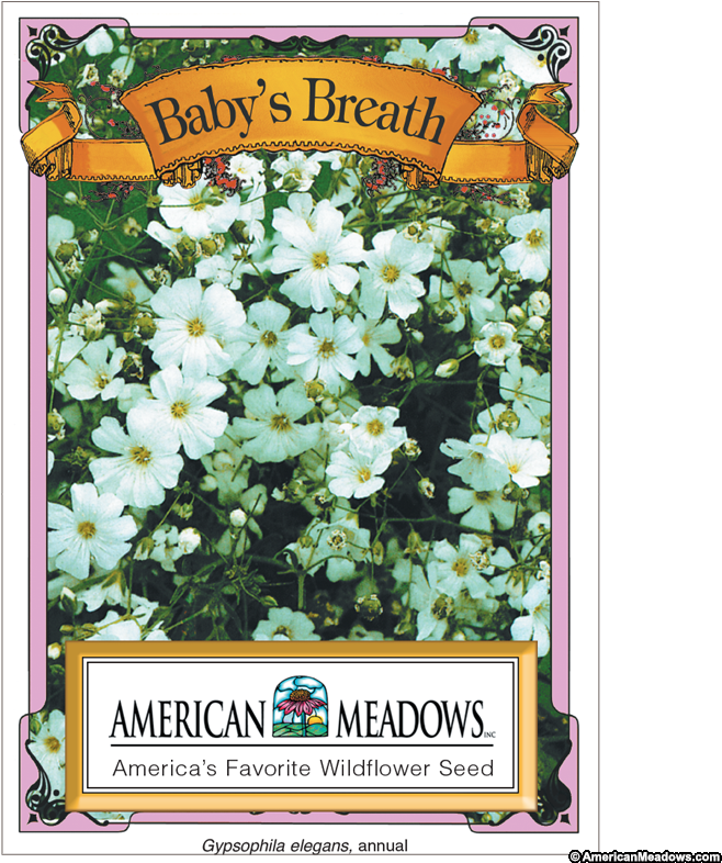 Baby's Breath Seed Packet - Evergreen Rose (800x800), Png Download